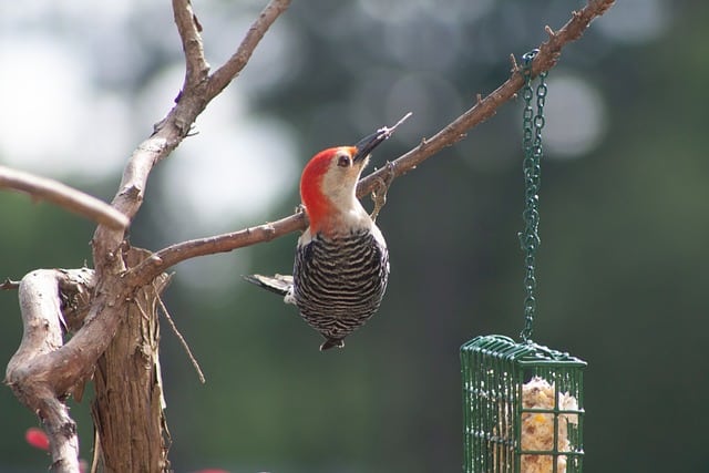 Mississippi Woodpecker
