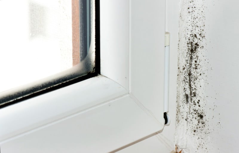 Can High Humidity in a Home Cause Mold? Protect Yourself