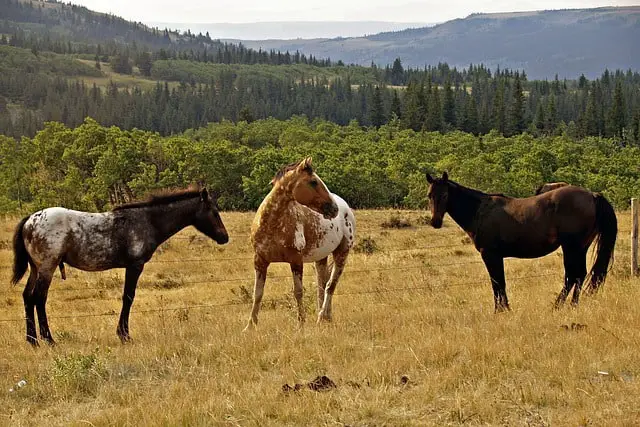 Montana Wild Horses