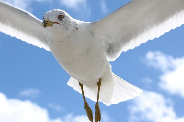 North Carolina Seagull