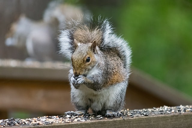Washington Squirrel