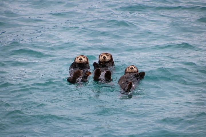 Alaska Otters