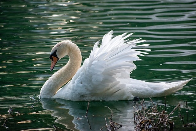 Missouri Swan