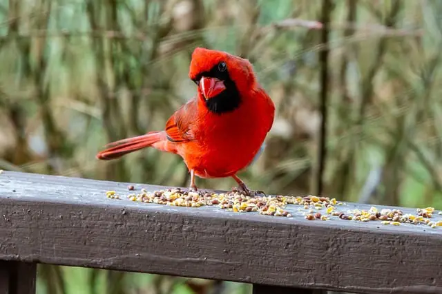 West Virginia Cardinal