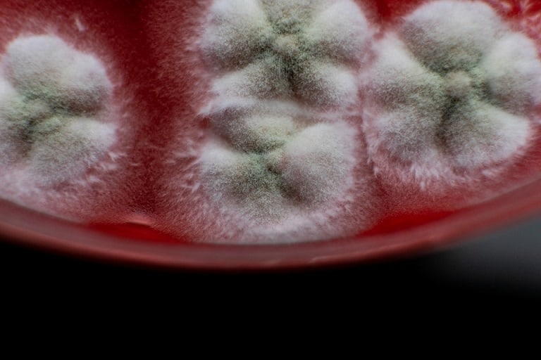 Mold Spores in Petri Dish
