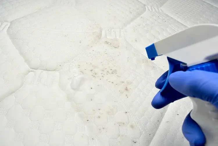 cleaning mold on a mattress