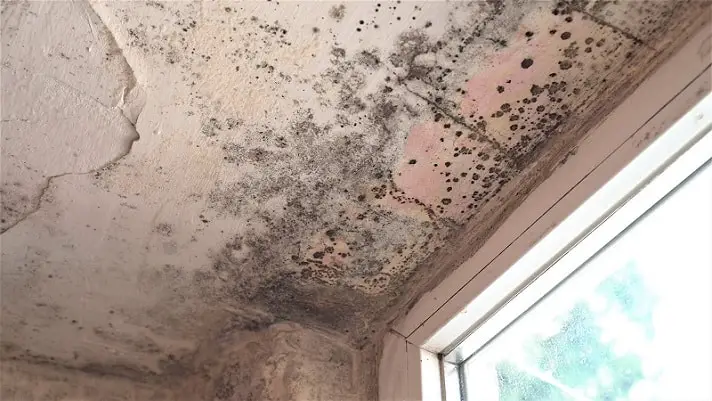 Severe mold on the ceiling near window.
